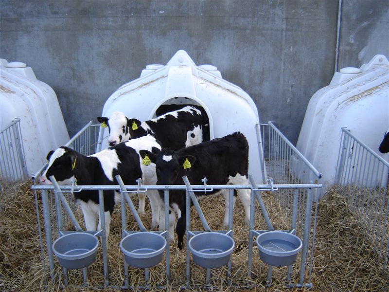 JFC AGRI Gruppeniglus – Platz & Schutz für Ihre Kälber
