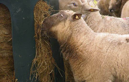 Heuraufe JFC HB04 aus PE Kunststoff für Schafe, Ziegen Ponys