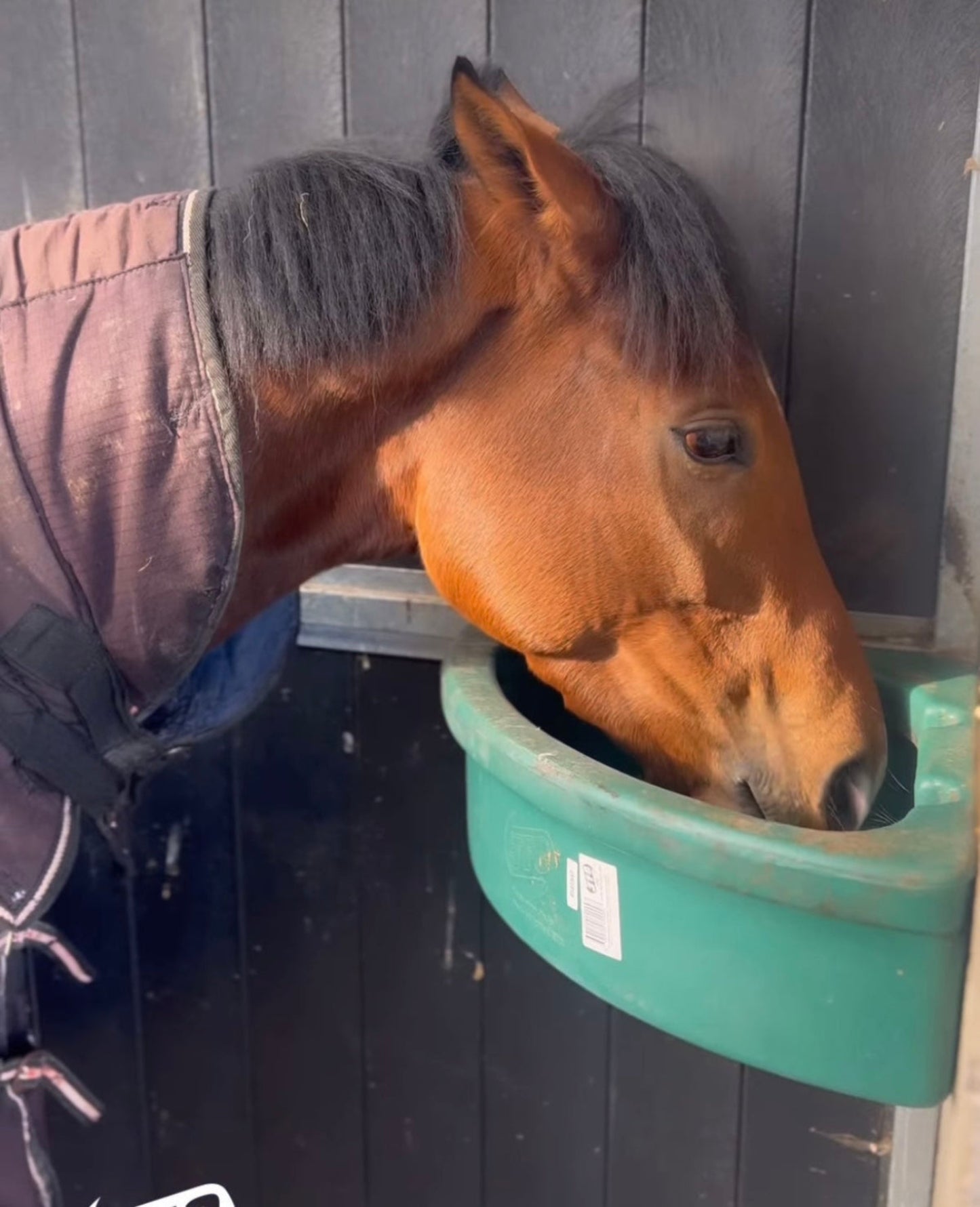 Eckfuttertrog für Pferde – Robuster Trog mit verstärkten Kanten