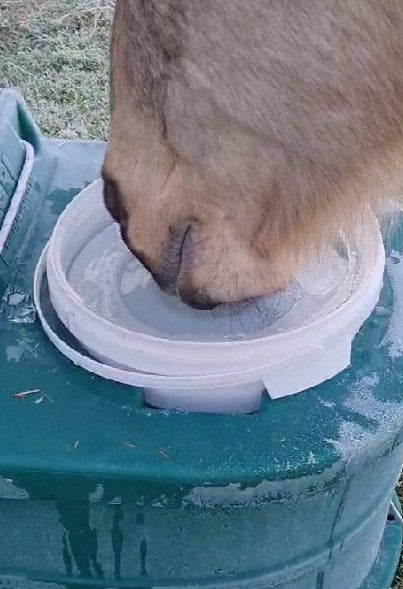 Ersatzschwimmer - klein - für den Frostschutzeimer TED01