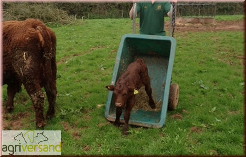 Zweiradschubkarre JFC Universalkarre mit 255 LIter