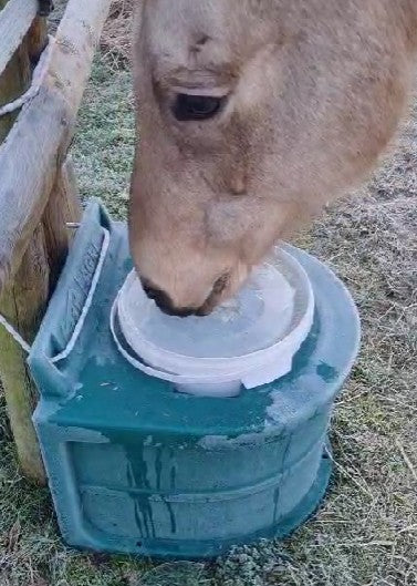 Pferde können trotz Eis trinken