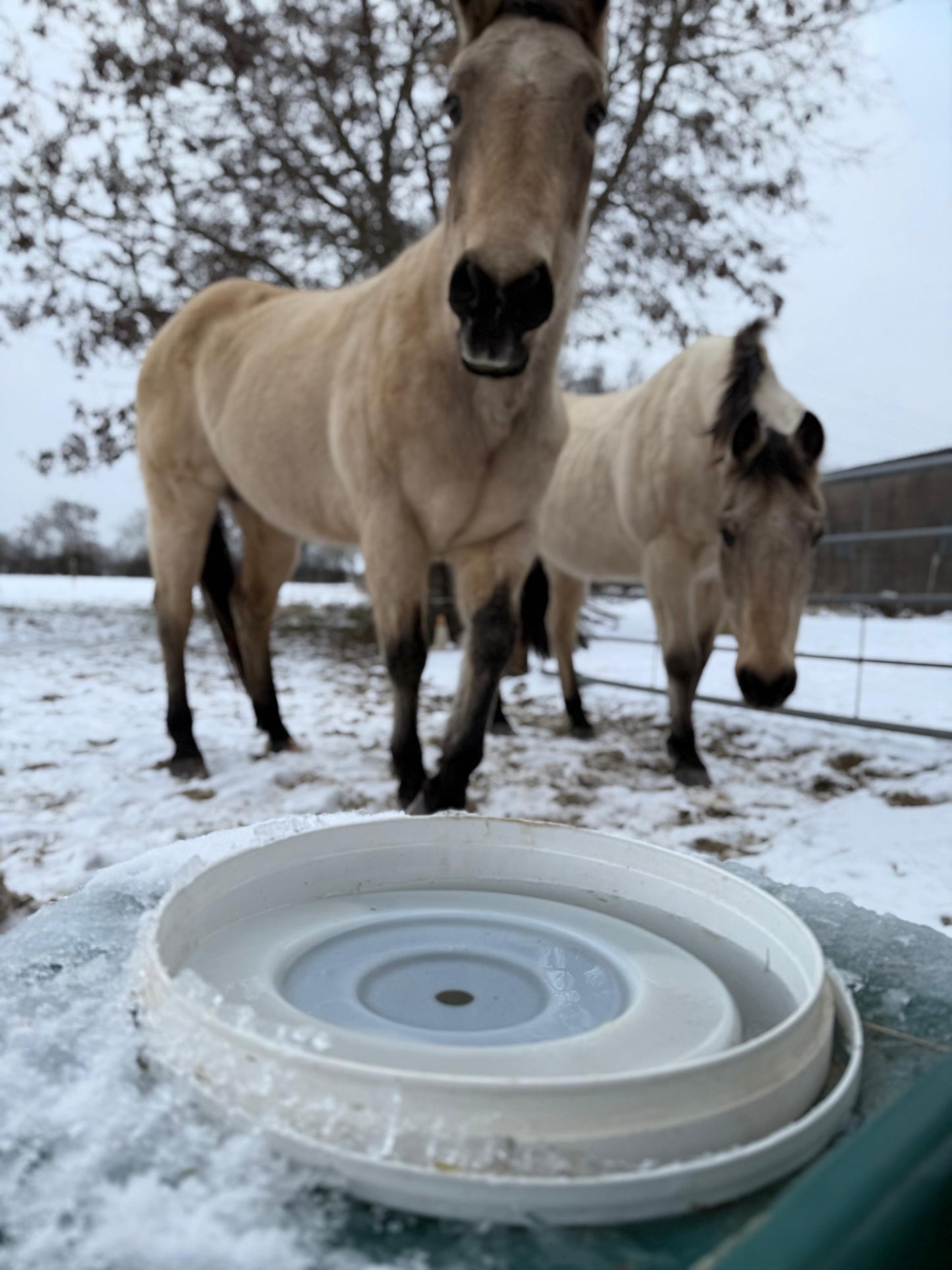 Frostschutztränke/ Frostschutzeimer / JFC Thermoeimer TED